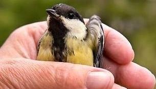 Liten fågel i hand.