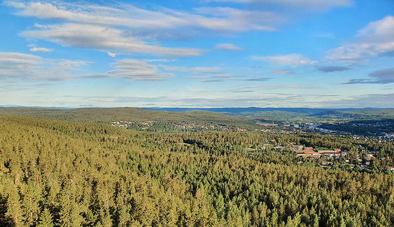 Utsikt över skog.